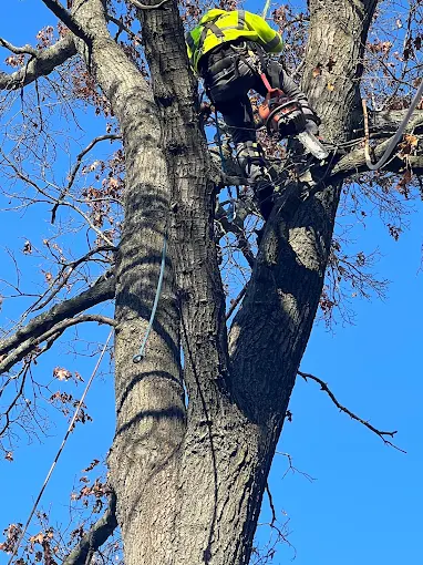 Arborist in safety gear climbing tall tree against blue sky