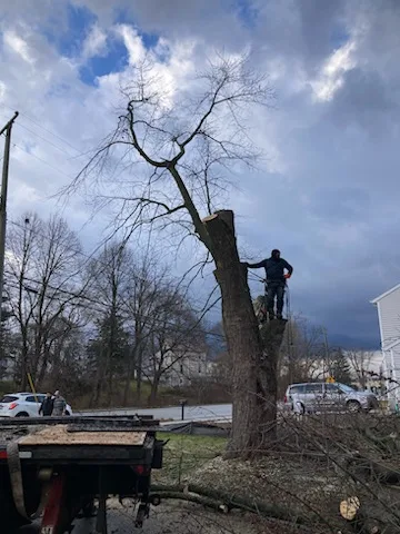 Tree surgeon pruning a large bare tree on a cloudy winter day