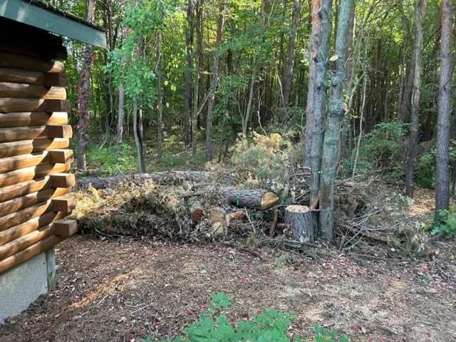 Wooden logs and tree stumps near log cabin in dense forest clearing