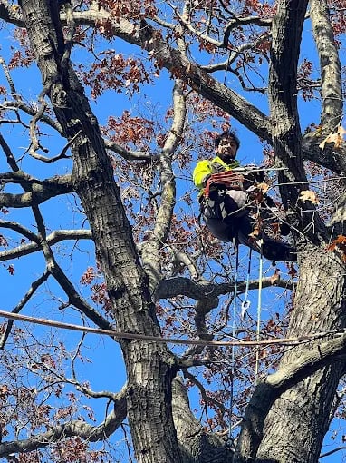 Arborist in yellow shirt pruning branches high up in a large tree