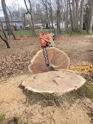 Person cutting large tree stump with chainsaw in wooded backyard
