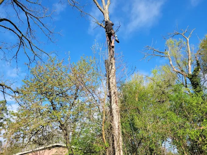 Dead tree standing tall among green branches against bright blue sky