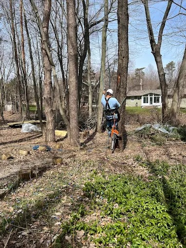 Arborist trimming trees in a wooded area with house in background