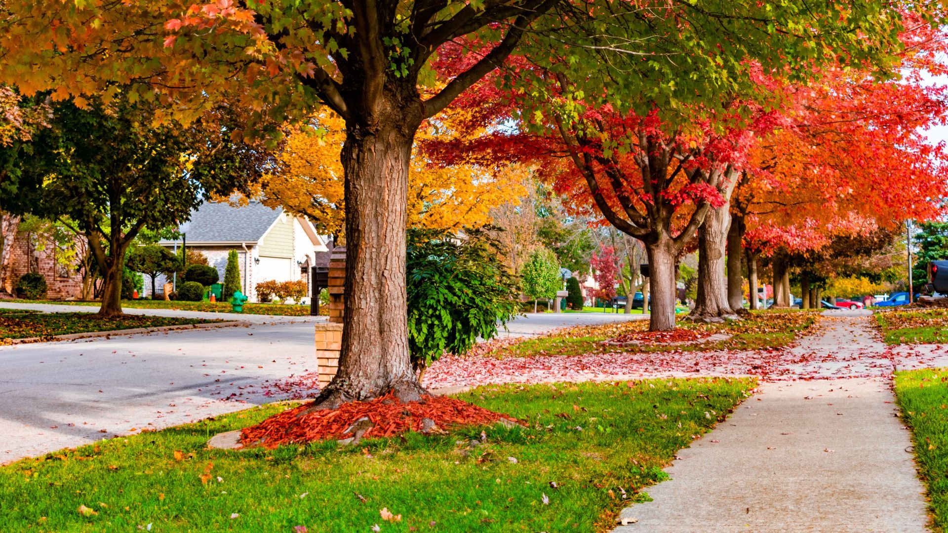 Vibrant autumn trees lining suburban street with fallen red and yellow leaves