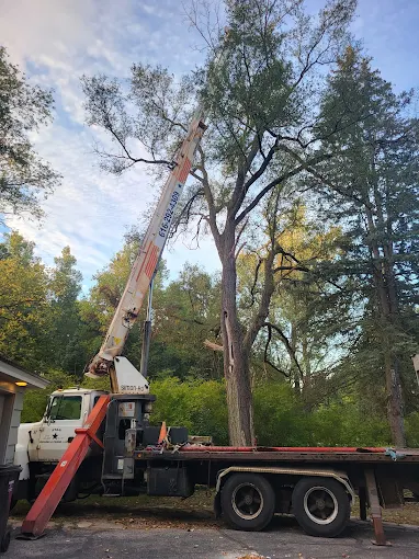 Crane truck removing tall dead tree in wooded forest setting