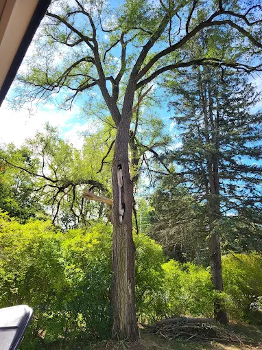 Tall tree with spreading branches in a sunny forest clearing