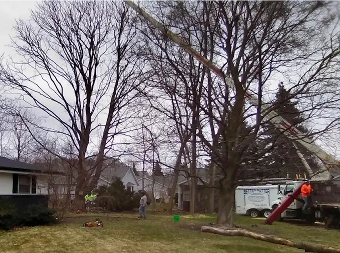 Bare trees and workers removing fallen tree branches in suburban yard